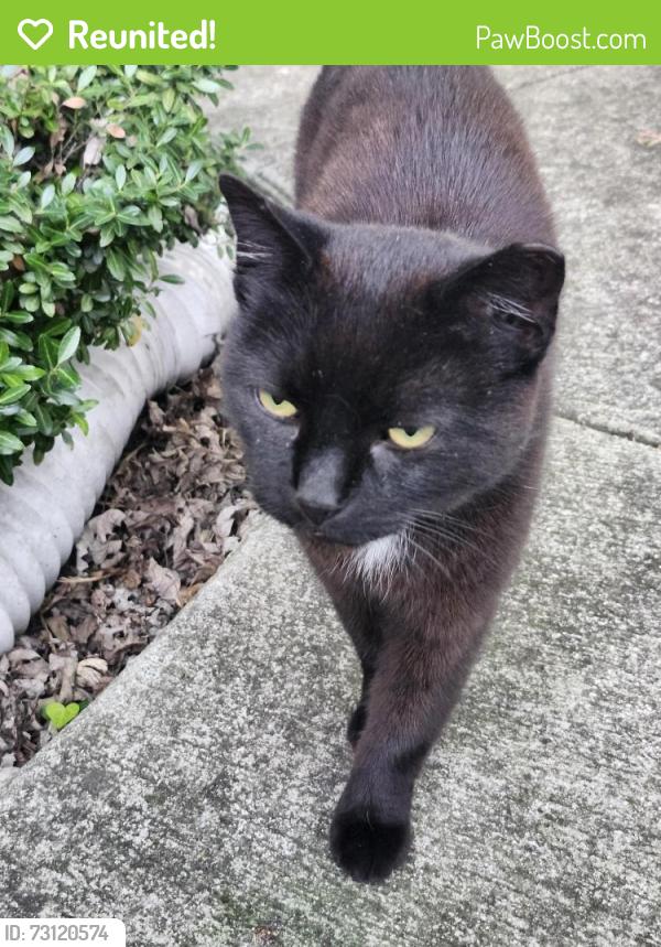 Reunited Unknown Cat last seen Lipscomb St, Richmond, VA 23224
