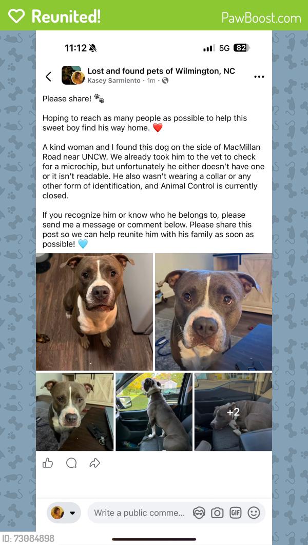 Reunited Male Dog last seen N McMillan ave. Near uncw, Wilmington, NC 28403