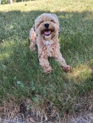 Reunited Male Dog last seen 87th and Crawford, Milwaukee, WI 53228