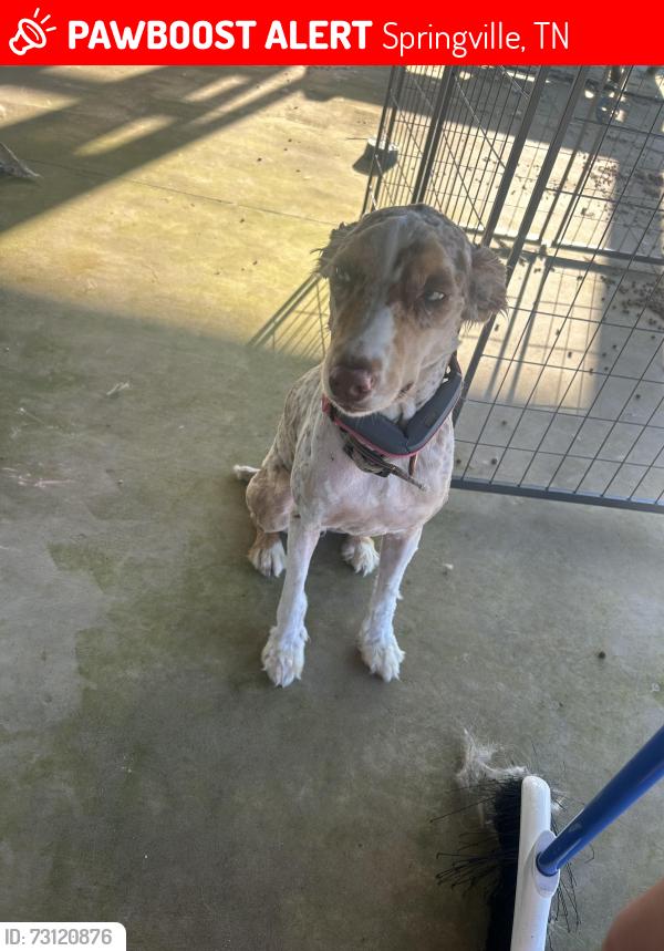 Lost Male Dog last seen Elkhorn rd, Springville, TN 38256