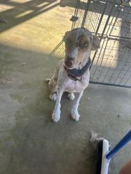 Lost Male Dog last seen Elkhorn rd, Springville, TN 38256
