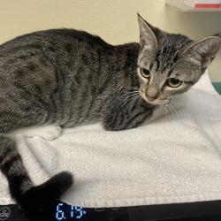 Shelter Stray Female Cat last seen , 361 S Raymond Ave, Pasadena, CA 91105, USA