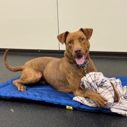 Shelter Stray Male Dog last seen , 361 S Raymond Ave, Pasadena, CA 91105, USA