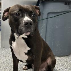 Shelter Stray Female Dog last seen , 328 Furman Hall Rd, Greenville, SC 29609, USA