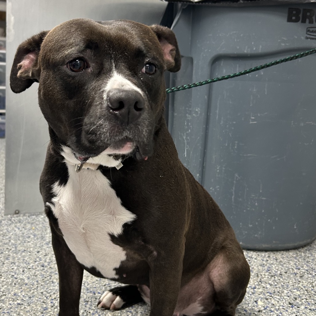 Shelter Stray Female Dog last seen , 328 Furman Hall Rd, Greenville, SC 29609, USA