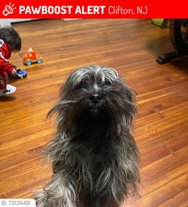Lost Female Dog last seen DeMott Ave and 2nd st Clifton NJ , Clifton, NJ 07011