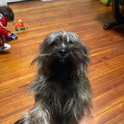 Lost Female Dog last seen DeMott Ave and 2nd st Clifton NJ , Clifton, NJ 07011