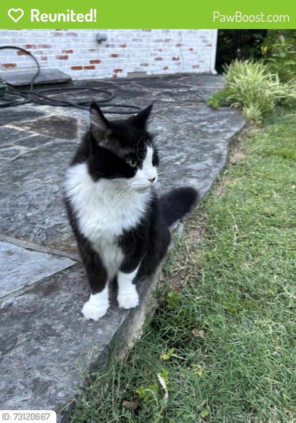 Reunited Unknown Cat last seen 32nd Pl and Rockford Ave, Tulsa, OK 74105