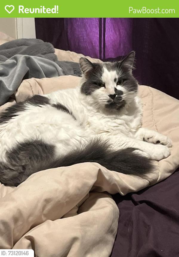 Reunited Male Cat last seen Duchess community college, Fairview, NY 12601