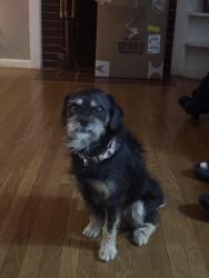 Reunited Male Dog last seen By san bruno elementary school allen., San Bruno, CA 94066