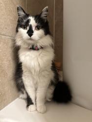 Lost Female Cat last seen Lincoln Street Near Bedlam BBQ, Oklahoma City, OK 73105