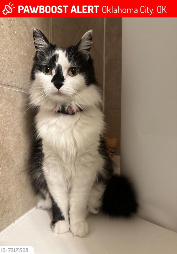 Lost Female Cat last seen Lincoln Street Near Bedlam BBQ, Oklahoma City, OK 73105
