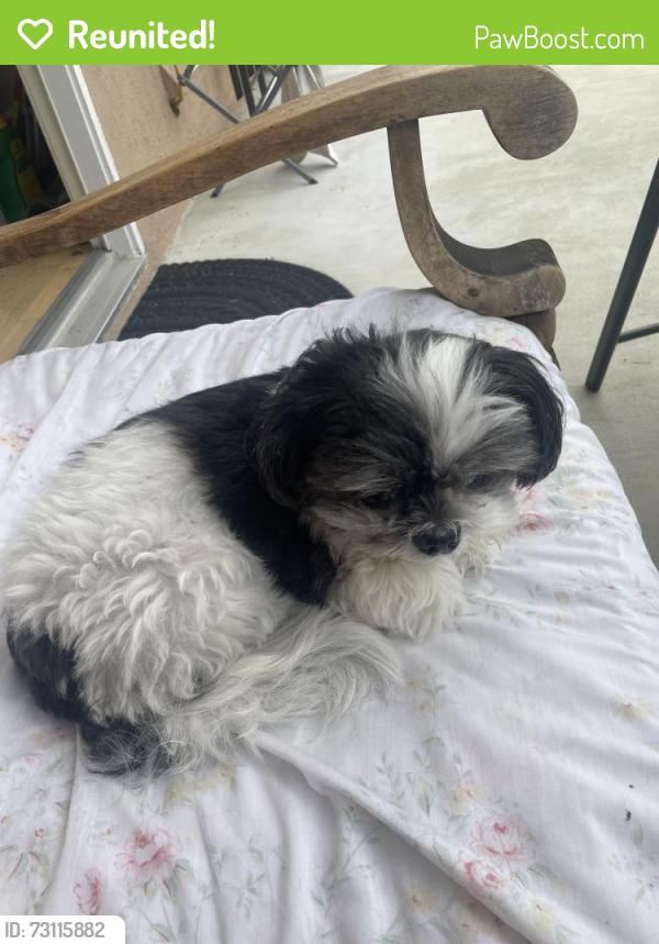 Reunited Female Dog last seen Rosita & Elenita , Tarzana , Ca 91356, Los Angeles, CA 91356