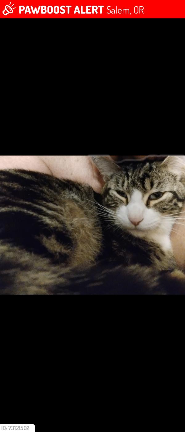 Lost Male Cat last seen Rees/Fairway, Salem, OR 97306