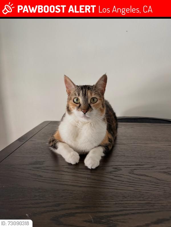 Lost Female Cat last seen Near Quakertown Ave, Los Angeles, CA 91306