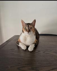 Lost Female Cat last seen Near Quakertown Ave, Los Angeles, CA 91306