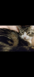 Lost Male Cat last seen Rees/Fairway, Salem, OR 97306