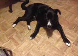 Lost Male Dog last seen Military parkway waltmart neighborhood, Mesquite, TX 75149