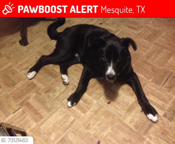 Lost Male Dog last seen Military parkway waltmart neighborhood, Mesquite, TX 75149