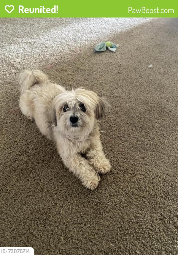 Reunited Female Dog last seen Near the Huddle in Easley, Easley, SC 29640