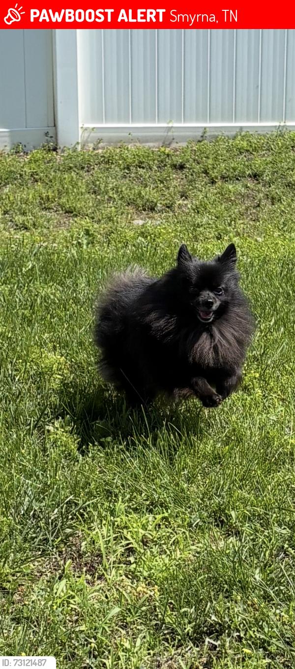 Lost Male Dog last seen Almaville near Cedar stone park, Smyrna, TN 37167