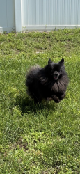 Lost Male Dog last seen Almaville near Cedar stone park, Smyrna, TN 37167