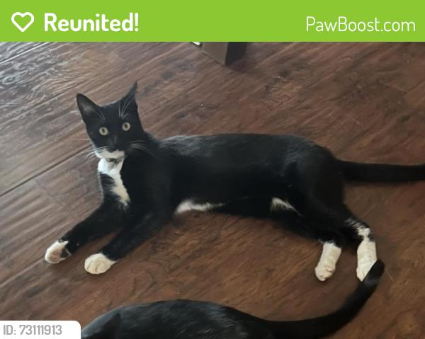 Reunited Male Cat last seen Ecklon ct/Rebecca/greenbelt, Folsom, CA 95630