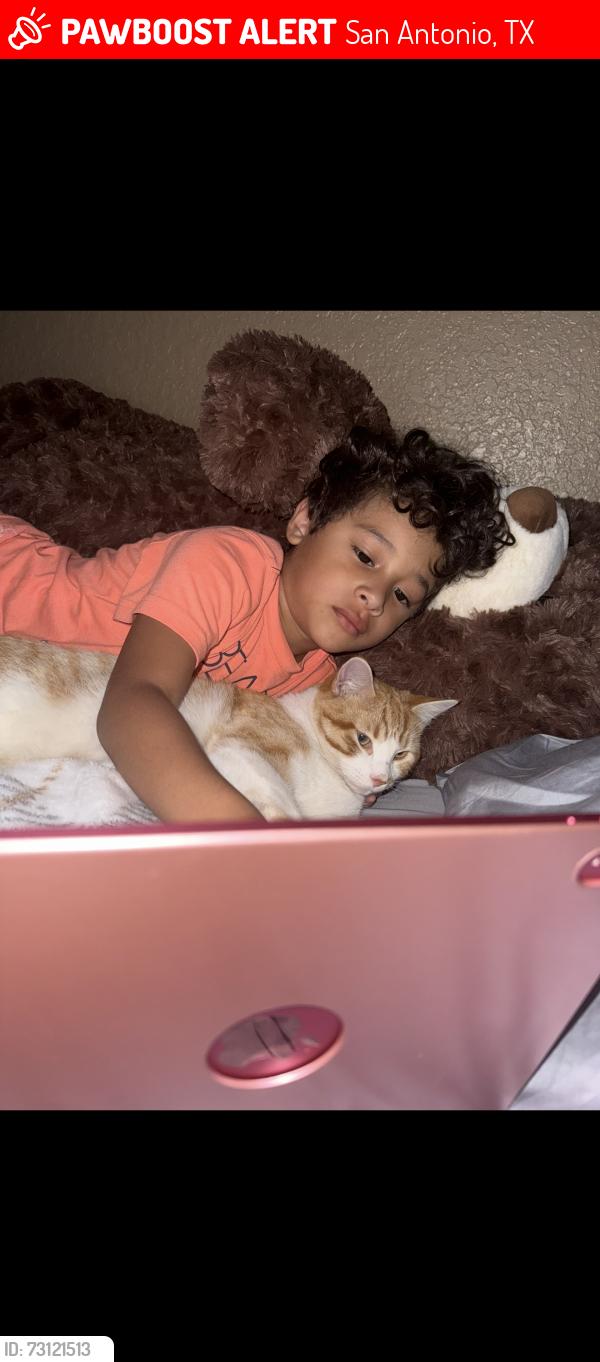 Lost Male Cat last seen Wildhorse subdivision, San Antonio, TX 78254