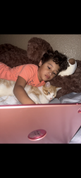 Lost Male Cat last seen Wildhorse subdivision, San Antonio, TX 78254