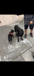 Found/Stray Unknown Dog last seen 37th and MLK, Oakland, CA 94609