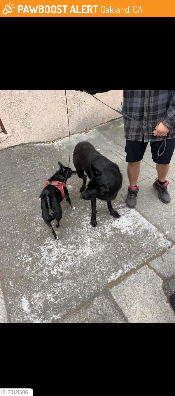 Found/Stray Unknown Dog last seen 37th and MLK, Oakland, CA 94609