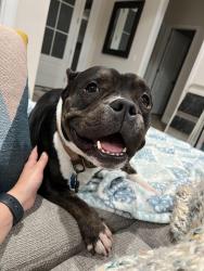 Lost Male Dog last seen Pine drive woodbine, ga, Camden County, GA 31569