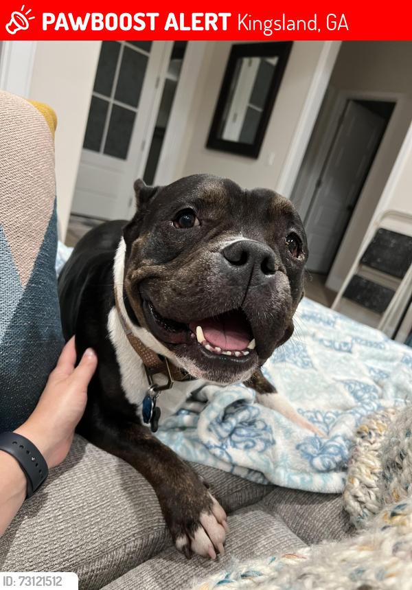Lost Male Dog last seen Pine drive woodbine, ga, Camden County, GA 31569