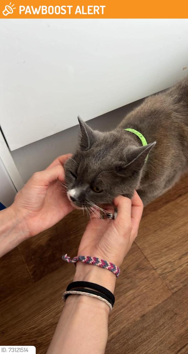 Found/Stray Female Cat last seen Savoy Cinema, next to little Sainsbury’s, Nottingham, England NG7 1SH