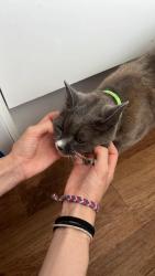 Found/Stray Female Cat last seen Savoy Cinema, next to little Sainsbury’s, Nottingham, England NG7 1SH