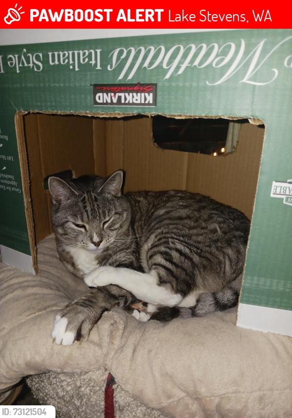 Lost Female Cat last seen Near block or 4th Rhodora Heights Road, Lake Stevens, WA 98258