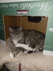 Lost Female Cat last seen Near block or 4th Rhodora Heights Road, Lake Stevens, WA 98258