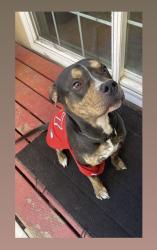 Reunited Male Dog last seen Mapledale and McNab, Bellflower, CA, Bellflower, CA 90706