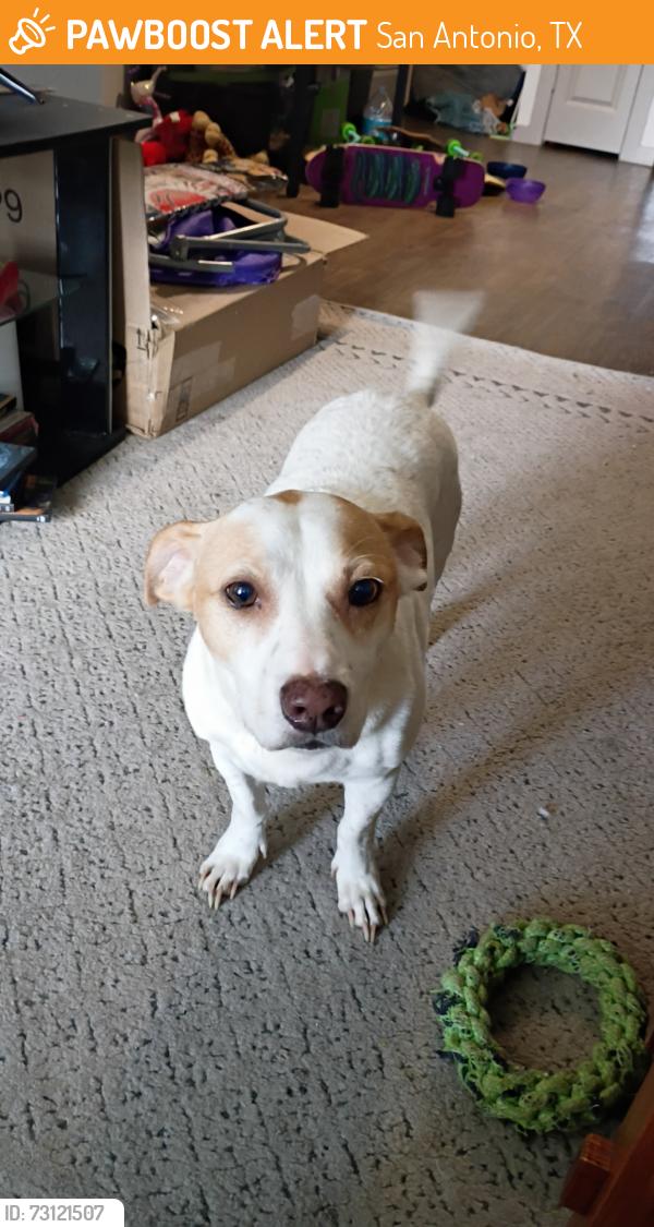 Found/Stray Male Dog last seen Old Tezel Rd & Tezel Rd across from New McDonald's, San Antonio, TX 78250