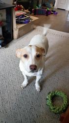 Found/Stray Male Dog last seen Old Tezel Rd & Tezel Rd across from New McDonald's, San Antonio, TX 78250