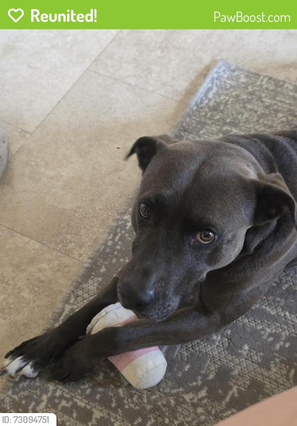 Reunited Male Dog last seen 725, Southbank, Pecan crossing, New Braunfels, TX 78130