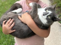 Reunited Female Cat last seen Scott mill/beauclerc, Jacksonville, FL 32257