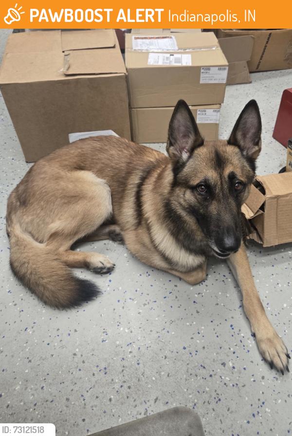 Found/Stray Male Dog last seen Indianapolis Motor Speedway, Indianapolis, IN 46222