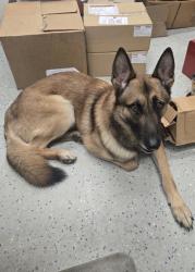 Found/Stray Male Dog last seen Indianapolis Motor Speedway, Indianapolis, IN 46222