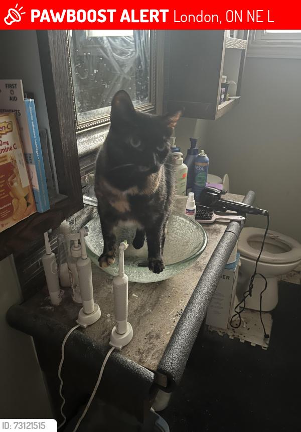 Lost Female Cat last seen Chucks road hse near crunch southside, London, ON N6E 1L2
