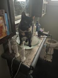 Lost Female Cat last seen Chucks road hse near crunch southside, London, ON N6E 1L2
