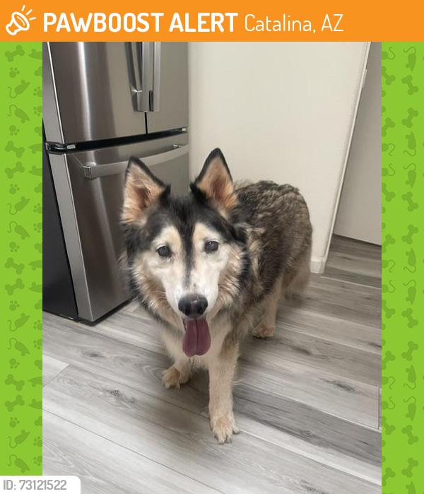 Found/Stray Male Dog last seen North Hoot Owl Ln & E Bowman Ln, Catalina, AZ 85739