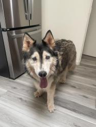 Found/Stray Male Dog last seen North Hoot Owl Ln & E Bowman Ln, Catalina, AZ 85739