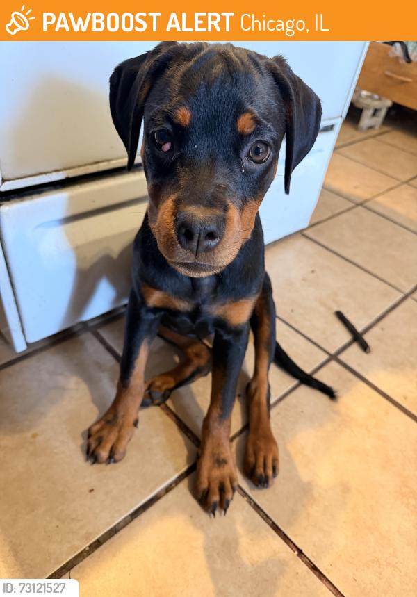 Found/Stray Female Dog last seen Central Park Ave & Roscoe, Chicago, IL 60618