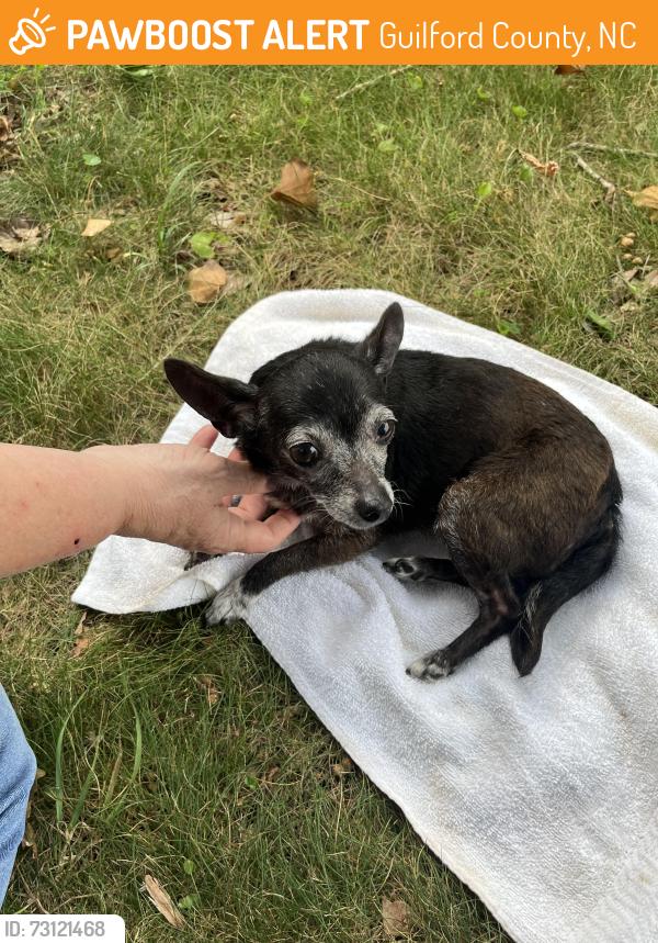 Found/Stray Female Dog last seen Cedar Ridge Rd, Guilford County, NC 27317
